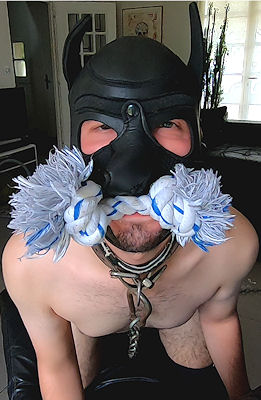 Premier puppy training